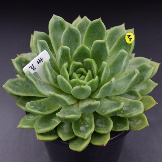 유진's 다육 흑장미 길바 새벽별 콜로라타 마디바 화이트그리니크리스마스 등 다육이 패키지, 1개, 3.길바B