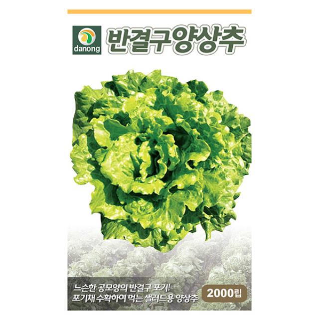 청로메인 상추 씨앗 2000립 - 상추씨앗 상추씨 청치마 쌈채소 야채씨앗 채소씨앗 채소재배 종묘 종자 베란다 텃밭 씨 씨앗, 02_다농_반결구 양상추(2000립)