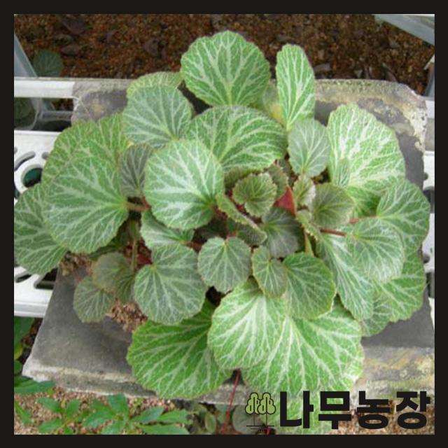 (나무농장) 야생화 바위취 포트 ( 5주묶음 )