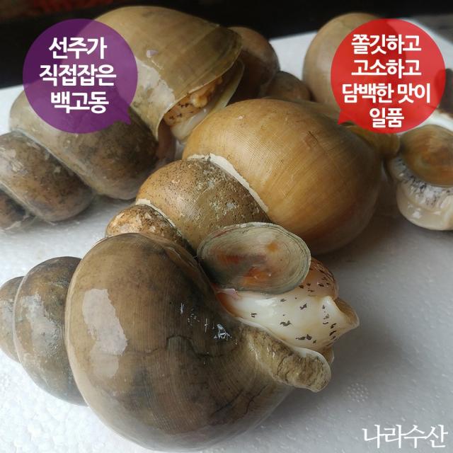 나라수산 동해안 자연산 백고동 백골뱅이 골뱅이무침 찜 1개 02_백고동 중 1kg