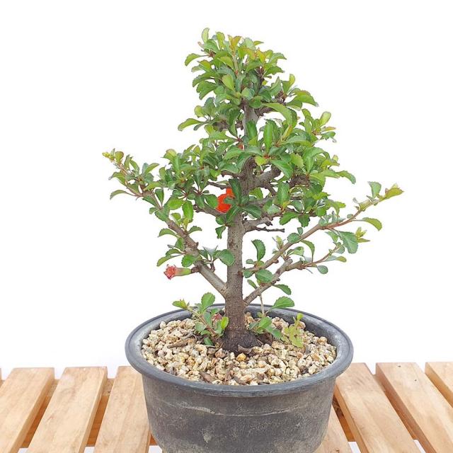 그린피아약초 장수매 소형 매화 나무 미니 책상 분재