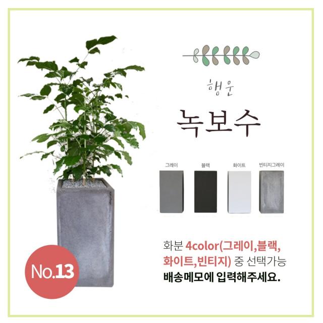 이브가든 15종 공기정화식물 4color 중품 (고무나무 벵갈고무나무 크로톤 떡갈잎고무나무 몬스테라 산세베리아 아레카야자 금전수 율마 스투키 송오브인디아 여인초 녹보수 귀면각 콤팩타), 1개, No.13 녹보수 90cm+화분+물받침