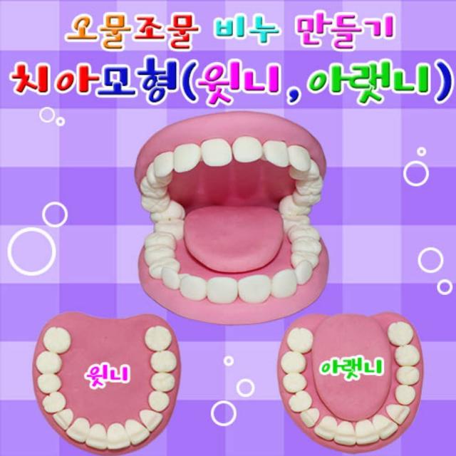 치아모형 윗니와 아랫니 3세트 과학키트 과학키 S/NB62B+B65