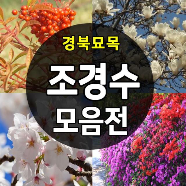 [경북농원] 조경수(가로수용/울타리용) 나무묘목 종합모음전, 03.옥향나무_30cm 분묘, 1개