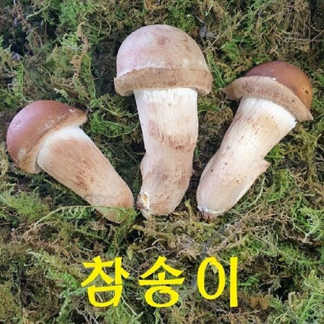 머쉬 중헌디~곡성 참송이버섯 2시전주문 내일도착/국내산 친환경 산지직송 송화버섯 1박스 참송이 미니형 1kg