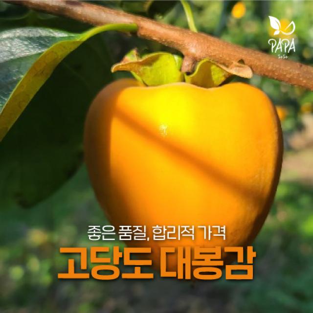 파파 달콤한 대봉감 대과 고당도 5kg 10kg, 대봉감(대과), 10~15