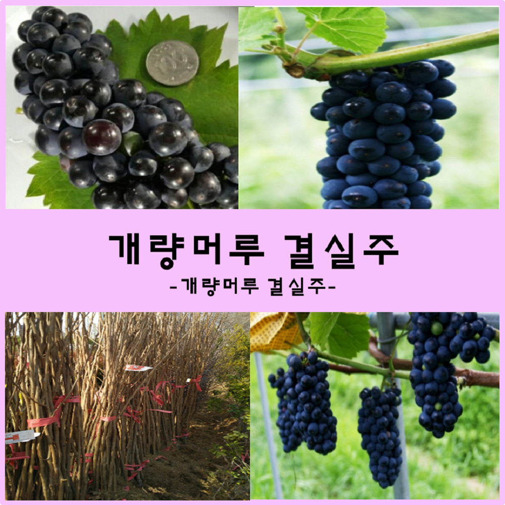 착한가격 나무생각 개량머루 결실주