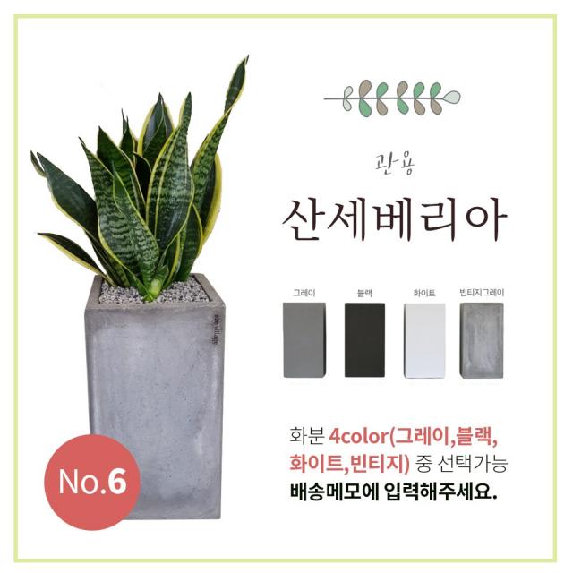 이브가든 15종 공기정화식물 4color 중품 (고무나무 벵갈고무나무 크로톤 떡갈잎고무나무 몬스테라 산세베리아 아레카야자 금전수 율마 스투키 송오브인디아 여인초 녹보수 귀면각 콤팩타), 1개, No.6 산세베리아 70cm+화분+물받침