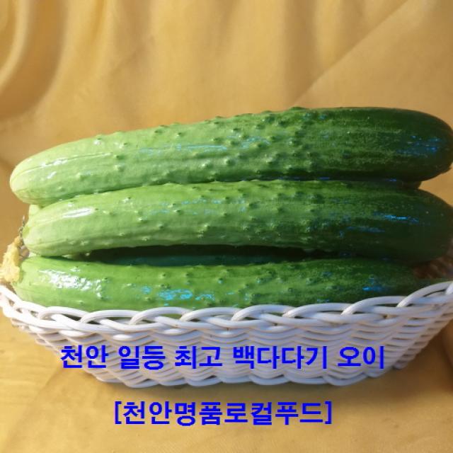  천안 명품 로컬푸드 별이 다섯개 농민직거래 경매가 대폭인하 최상품 백다다기 천안오이 거품 쫙 뺀 당일 가성비100%만족 100개 구입시부추나로컬푸드대형바구니증정 오이지용30개