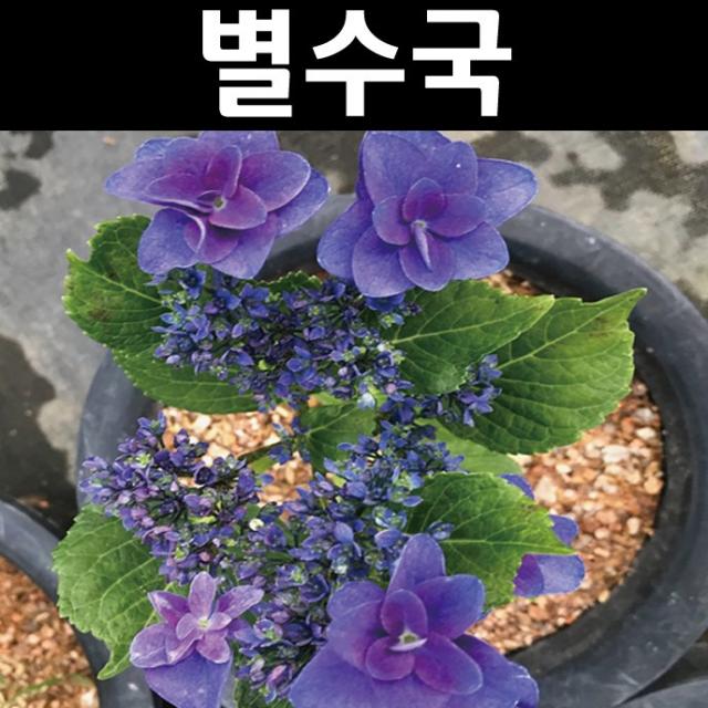 별수국(카마코라) 7치화분/꽃나무/조경수/관상수