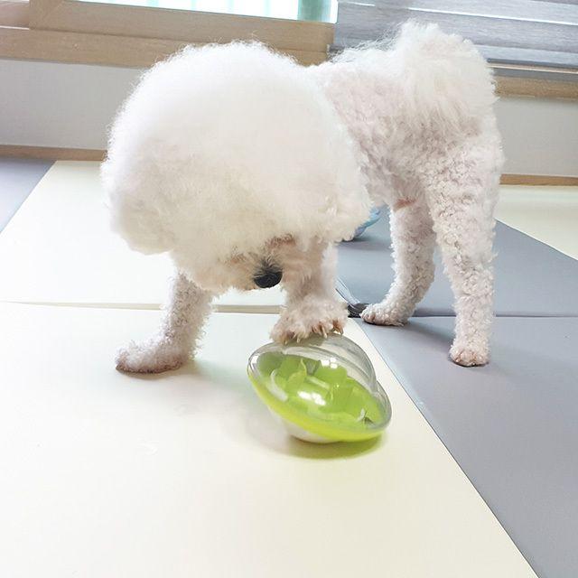 +양옹몰+ 반려동물용 오뚝이 우주선 노즈워크 발재간 장난감4$= 고양이낚시대 물고기 고양이놀이기구 고양이장난감, 그린