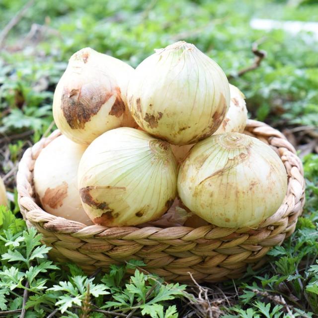 친환경팔도 20년 무안 햇 양파 중 3kg 5kg 10kg 1박스