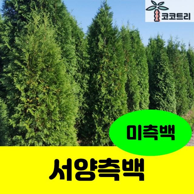 [코코트리] 서양측백나무 묘목, 1개, [차량배송] 서양나무(미측백) 키180cm