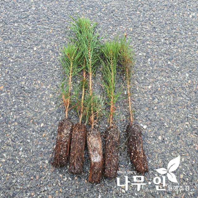 [나무인] 소나무(적송) 2년생묘목 10그루