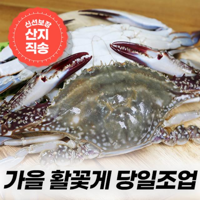 제이수산 연평도 국산 가을 제철 최상급 숫꽃게 1kg외 당일발송