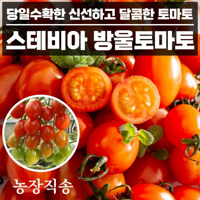 단마토 스테비아 방울토마토 토망고 샤인마토 망고토마토 500g x2팩 2kg 4팩 설탕 토마토, 2. 스테비아 방울토마토 500g x 2팩