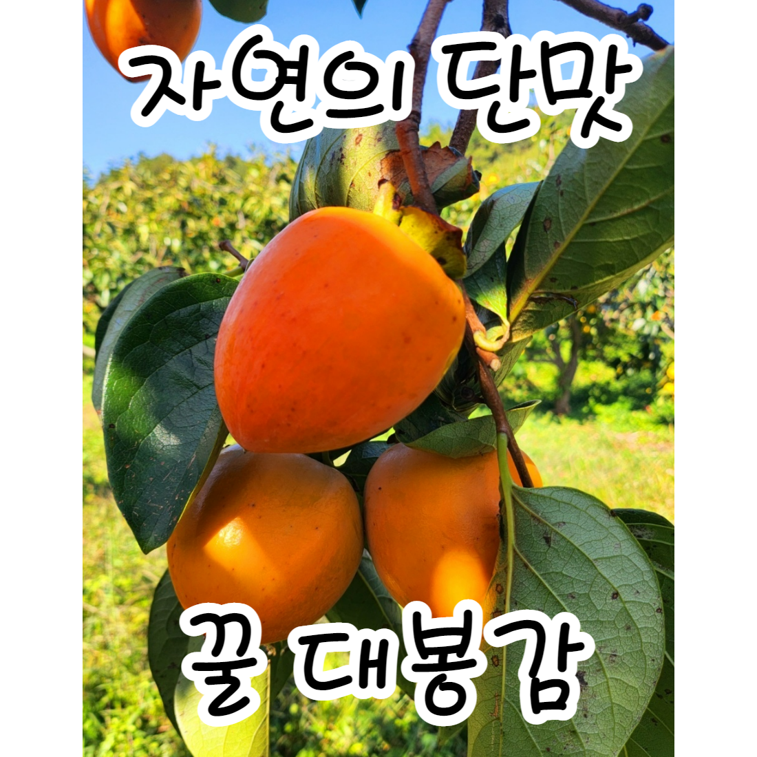 지리산자락 꿀 홍시 대봉감!! 구례 순천 광양 특품선물용 최상품 꿀 대봉, 대봉10kg 특상품 대과 (35과수내외)