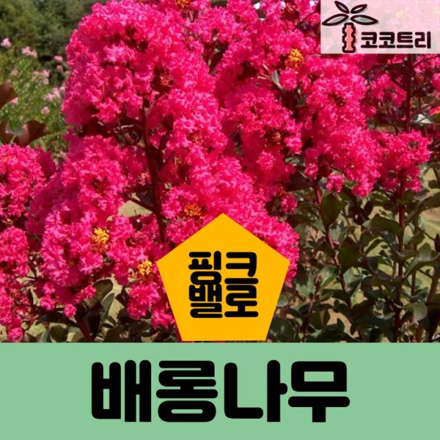 [코코트리] 신품종 배롱나무 묘목, 1개, 배롱나무(핑크벨로) 삽목1년(포트)