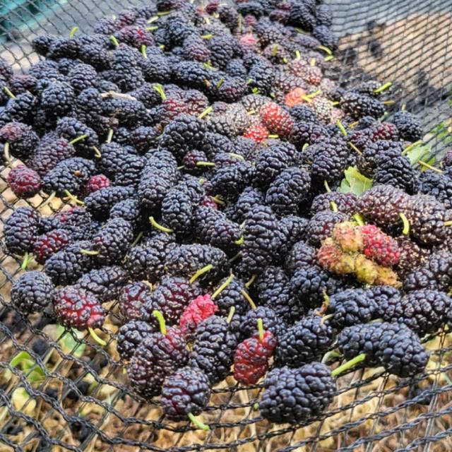 2022년 햇 토종오디(청일) 상품/특품 급냉 신선포장