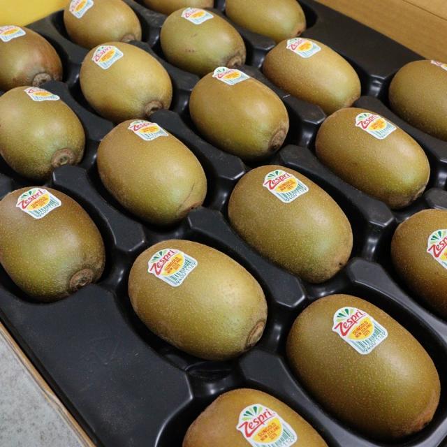 [청년감별사] 가정의달 어버이날 과일 선물세트 제스프리 골드키위 20과, 1box, 제스프리선물 왕특과 20과