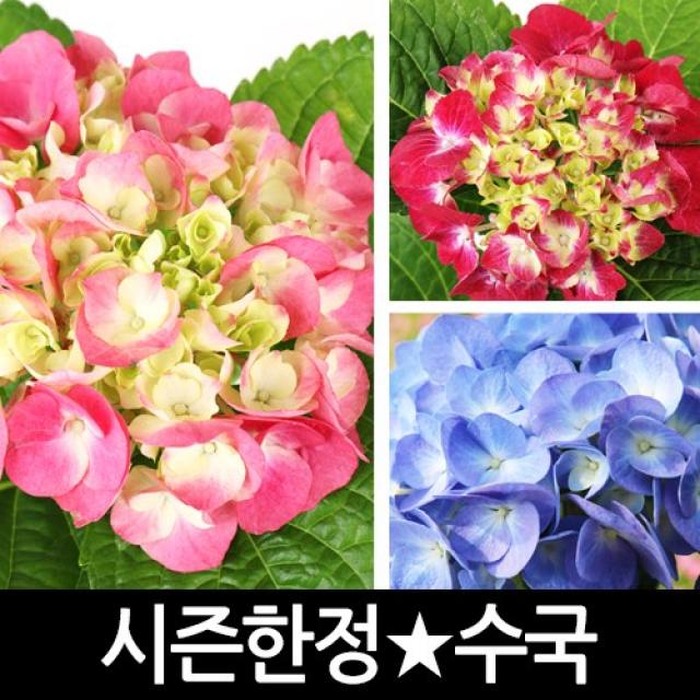 갑조네 수국 화분 꽃화분 생화, 수국(랜덤)