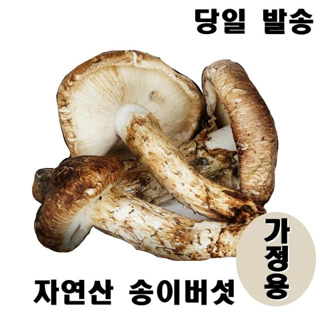 2022년 최고급 자연산 송이 버섯 자연 추석 설날 명절 선물세트 500g, 가정용 500g