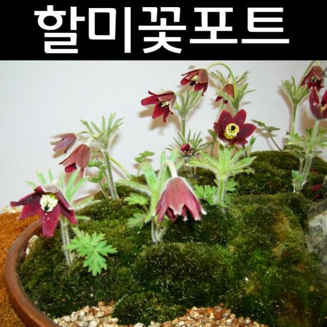 할미꽃 포트 5개/꽃숙근/구근/다년초