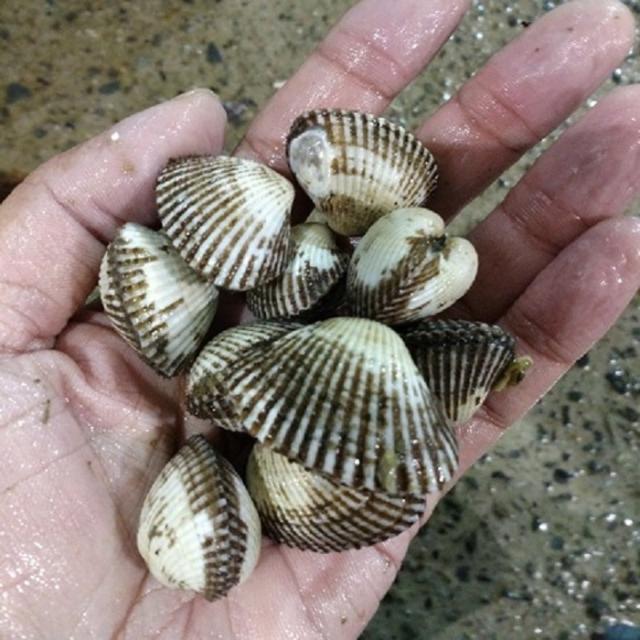벌교꼬막 새꼬막2kg 당일발송, 1개, 새꼬막2kg(4인반찬 탕요리)