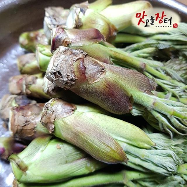 강원도 정선 봄나물 꾸러미 골라담기 참두릅 엄나무순(개두릅) 생명이나물 어수리 눈개승마 500g 단위/ 엄나물 두룹 두릅 드릅 드룹 명의나물, 참두릅500g