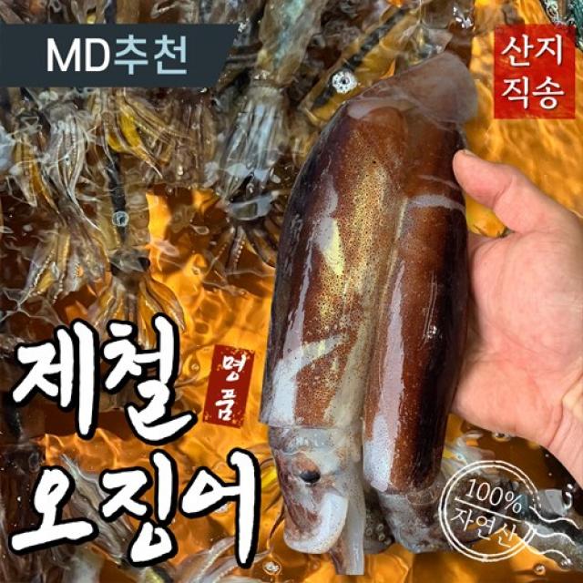 [산지직송] 최고급 오징어 통찜 동해안 제철 국내산 총알 울진 태안 신진도 자연산 하이푸드랩