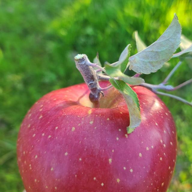 [새벽이슬사과] 21년 갓 수확한 신선한 겨울 햇 부사 사과 가정용 3kg -10kg, 13 부사 가정용 5kg 중과(15-17)