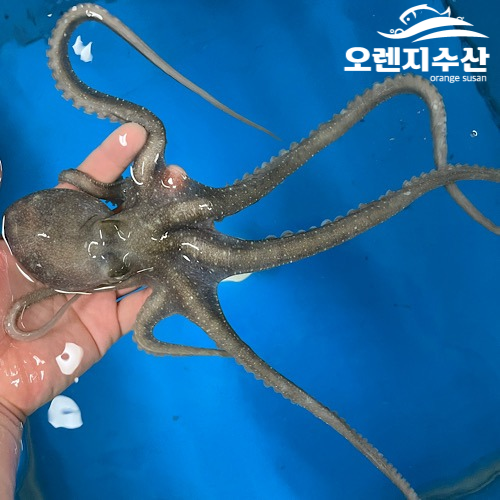 오렌지수산 해남 청정갯벌 최상급 국내산 뻘낙지 산낙지 사이즈별 산지직송 산소포장 2시이전 당일발송, 3.탕탕이낙지(5마리)