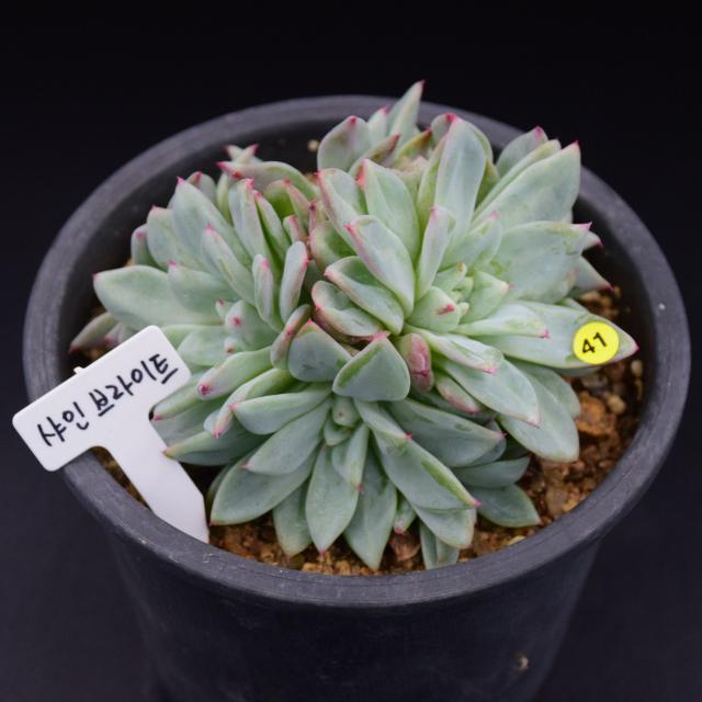 유진's 다육 흑장미 길바 새벽별 콜로라타 마디바 화이트그리니크리스마스 등 다육이 패키지, 1개, 7.샤인브라이트