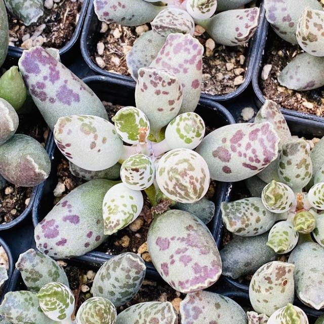 [올식스] 유럽천금장 (선별랜덤) 다육식물 선인장 다육금 코노피튬 리톱스 메셈