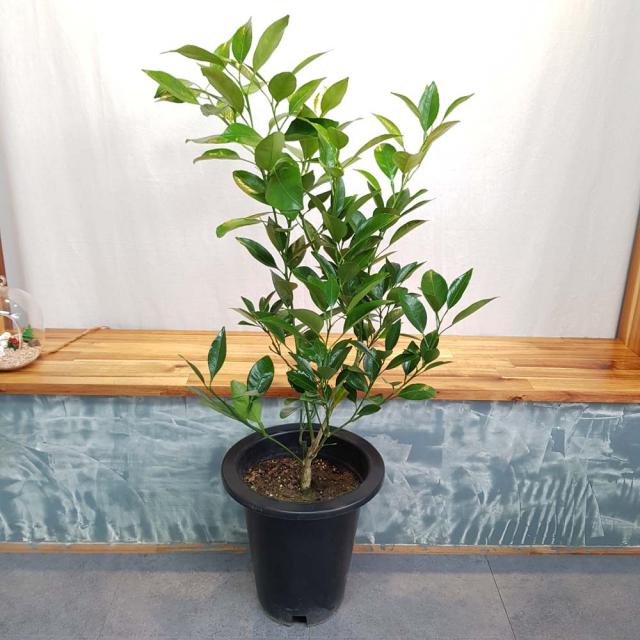  무지개정원 레드향 나무