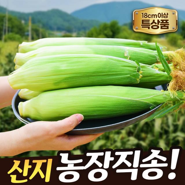 산지직송 옥수수 국산 괴산 대학 햇 찰옥수수 특대 생옥수수 10개 30개 50개, 1. 18cm이상 특상품 10개