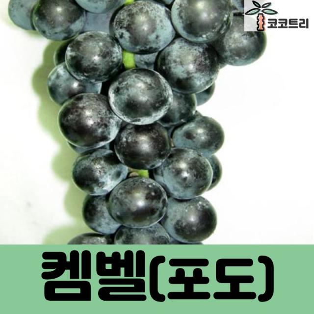 코코트리 [포도나무(결실주)], 1개, 켐벨 R3~4cm 결실주(분)