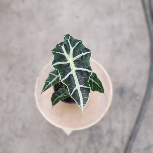 식물 공장 거북알로카시아 소품 미세먼지제거식물 플랜테리어 실내공기정화식물 39s