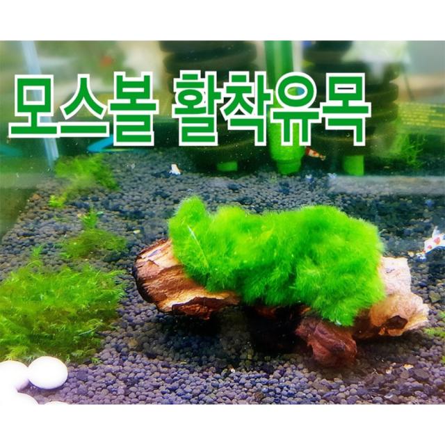아쿠아마켓 모스볼 활착유목