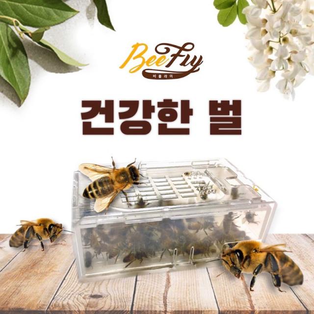 비플라이 벌침 봉침 벌침벌 봉침벌 영양먹이, 120마리