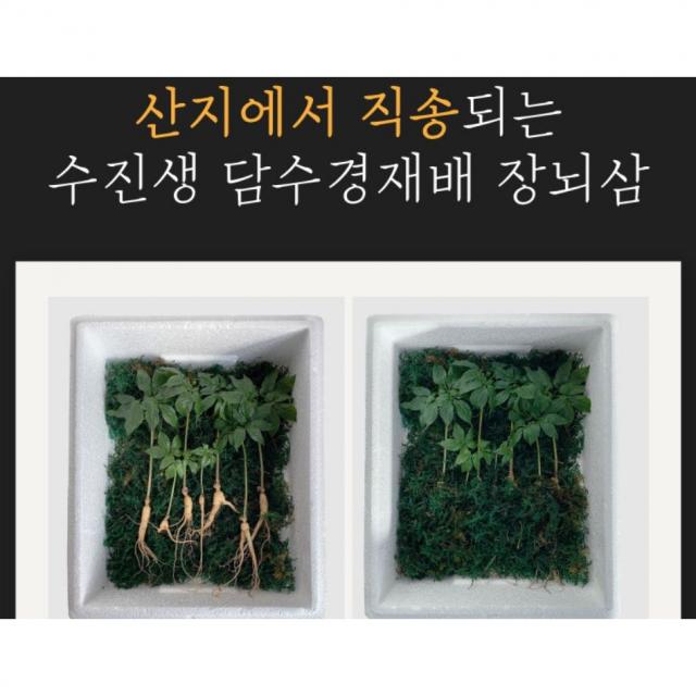 설 추석 명절 선물세트 산양삼 장뇌삼 20뿌리 수경재배 잎 줄기째 먹는 산양산삼 사포닌 진세노사이드 풍부 항염증 미백 면역력증대 피로회복, 상세페이지 참조