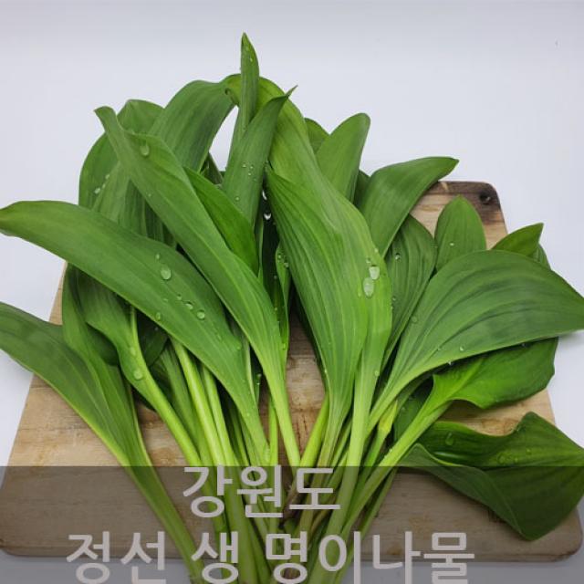 강원도 정선 무농약 생명이나물 산마늘 명이나물 당일수확 1kg