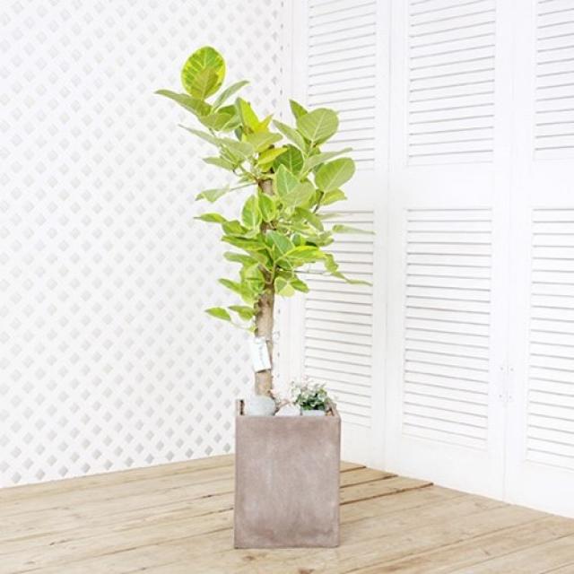 에코플랜트 공기정화식물 반려식물 인테리어화분 서울 경기 당일배달 지방 경기외곽 익일배송 1개 22. 뱅갈고무나무 흰색