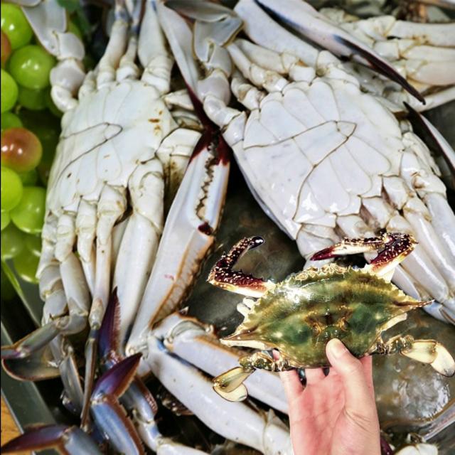 당일조업 활 암숫꽃게 태안 신진도 연평도 살아있는 싱싱한 햇 활꽃게 2kg, 3kg 암수무선별, 활햇암숫꽃게 3kg/9-15미