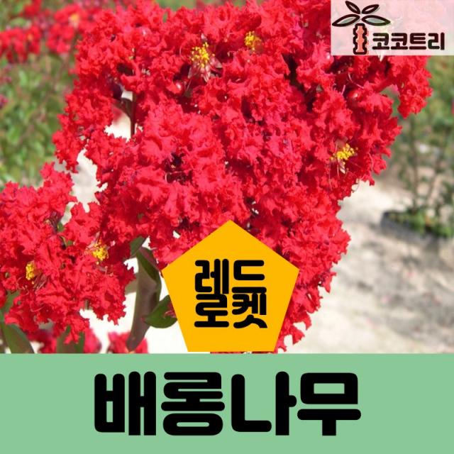 [코코트리] 신품종 배롱나무 묘목, 1개, 배롱나무(레드로켓) 삽목1년 특묘