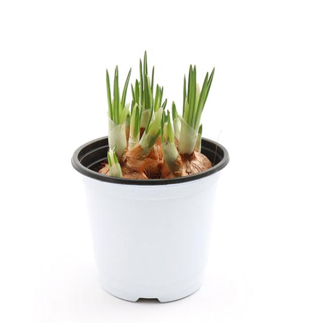 갑조네 다년생 일년생 야생화 노지월동 꽃, 크로커스(색상랜덤), 1개