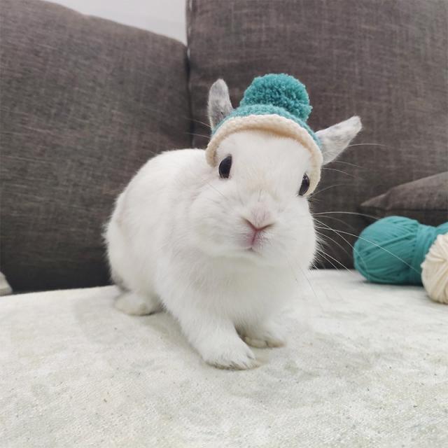 어반30 반려동물 필수템 강아지 고양이 모자 설맞이 애완 토끼 쥬유 귀여운 털실 찻, 희게 누렇게 하다