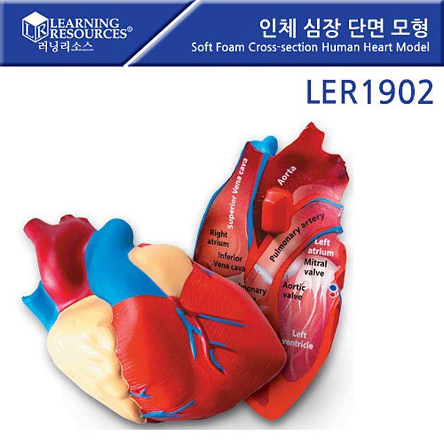 [무료배송] 14ju냐 LER1902 [러닝리소스] 인체 심장 단면 모형 Soft Foam Cross section Human Heart Model 인체심장 인체탐