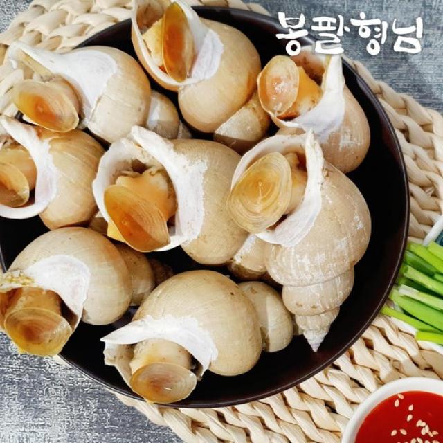 활 백고동 소 1kg (35-40마리) 국산 백골뱅이