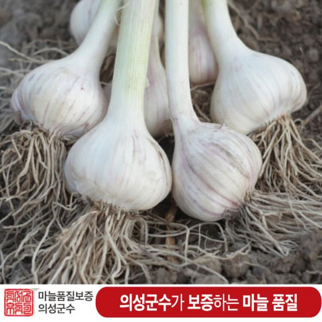 (반접 (50쪽) / 한접(100쪽) 대사이즈 / 의성6쪽 마늘 한지형 토종저장 의성마늘